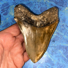 Lade das Bild in den Galerie-Viewer, Megalodon Shark Tooth Collector's A Grade Giant Fossil 4 Inches Long