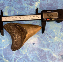 Lade das Bild in den Galerie-Viewer, Megalodon Shark Tooth Collector's A Grade Giant Fossil 4 Inches Long