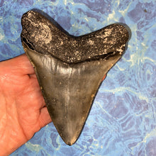 Lade das Bild in den Galerie-Viewer, Megalodon Shark Tooth Collector's A Grade Giant Fossil 4 Inches Long