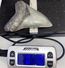 Lade das Bild in den Galerie-Viewer, Megalodon Shark Tooth Collector's A Grade Giant Fossil 4 Inches Long