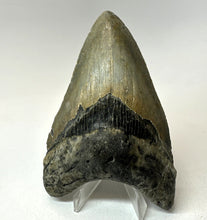 Lade das Bild in den Galerie-Viewer, Megalodon Shark Tooth Collector's A Grade Giant Fossil 4 Inches Long