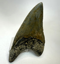 Lade das Bild in den Galerie-Viewer, Megalodon Shark Tooth Collector's A Grade Giant Fossil 4 Inches Long