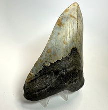 Lade das Bild in den Galerie-Viewer, Megalodon Shark Tooth Collector's A Grade Giant Fossil 4 Inches Long