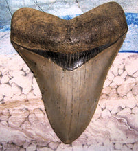 Lade das Bild in den Galerie-Viewer, Megalodon Shark Tooth Collector's A Grade Giant Fossil 4 Inches Long