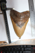 Load image into Gallery viewer, 6 Inch Long Real Brown Megalodon Shark Giant Tooth Huge