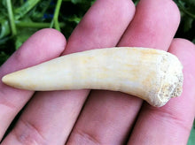 Load image into Gallery viewer, Enchodus Extinct Fish Lot of 3 Teeth Prehistoric Sabertooth Herring Fossil