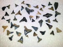 Load image into Gallery viewer, Shark Tooth Trinket Lot of 100 Partial Teeth Bull, Hammerhead, Sand, Mako
