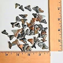 Load image into Gallery viewer, Shark Tooth Trinket Lot of 100 Partial Teeth Bull, Hammerhead, Sand, Mako