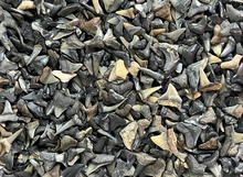 Load image into Gallery viewer, Shark Tooth Trinket Lot of 100 Partial Teeth Bull, Hammerhead, Sand, Mako
