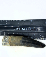 Charger l'image dans la galerie, Spinosaurus Tooth 3 Inches Long Real Dinosaur Collector's Fossil