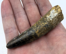 Charger l'image dans la galerie, Spinosaurus Tooth 3 Inches Long Real Dinosaur Collector's Fossil