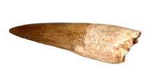 Charger l'image dans la galerie, Spinosaurus Tooth 3 Inches Long Real Dinosaur Collector's Fossil