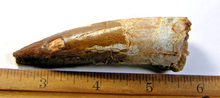 Charger l'image dans la galerie, Spinosaurus Tooth 3 Inches Long Real Dinosaur Collector's Fossil