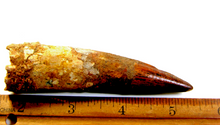 Charger l'image dans la galerie, Spinosaurus Tooth 3 Inches Long Real Dinosaur Collector's Fossil