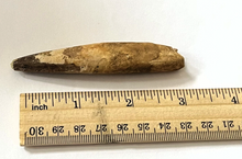 Charger l'image dans la galerie, Spinosaurus Tooth 3 Inches Long Real Dinosaur Collector's Fossil