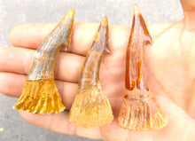 Lade das Bild in den Galerie-Viewer, Onchopristis Extinct Sawfish Tooth Cretaceous Dinosaur Fossil