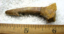Lade das Bild in den Galerie-Viewer, Onchopristis Extinct Sawfish Tooth Cretaceous Dinosaur Fossil