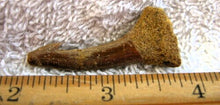 Lade das Bild in den Galerie-Viewer, Onchopristis Extinct Sawfish Tooth Cretaceous Dinosaur Fossil