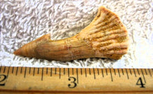 Lade das Bild in den Galerie-Viewer, Onchopristis Extinct Sawfish Tooth Cretaceous Dinosaur Fossil