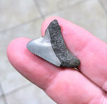 Load image into Gallery viewer, Megalodon Baby Shark Tooth Extinct Real Small 1" Long