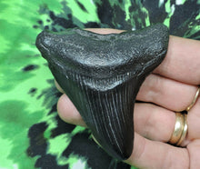 Load image into Gallery viewer, Megalodon Shark Tooth For Sale Fossil Extinct Real Fossil 2" Long