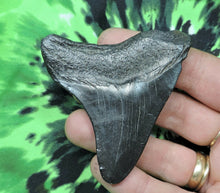 Load image into Gallery viewer, Megalodon Shark Tooth For Sale Fossil Extinct Real Fossil 2" Long