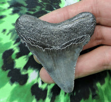 Load image into Gallery viewer, Megalodon Shark Tooth For Sale Fossil Extinct Real Fossil 2" Long
