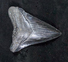 Load image into Gallery viewer, Megalodon Shark Tooth For Sale Fossil Extinct Real Fossil 2" Long