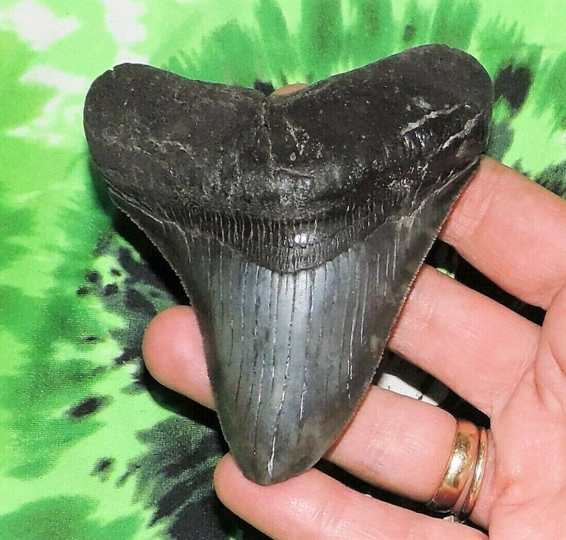 Megalodon Real Extinct Shark Tooth Fossil Genuine Relic 3" Long