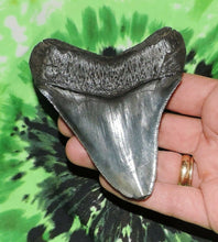 Load image into Gallery viewer, Megalodon Shark Tooth For Sale Real Fossil Extinct 3" Long