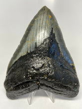 Lade das Bild in den Galerie-Viewer, Megalodon Shark Tooth For Sale Giant Exinct Large 6" Long