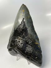 Lade das Bild in den Galerie-Viewer, Megalodon Shark Tooth For Sale Giant Exinct Large 6" Long