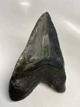 Lade das Bild in den Galerie-Viewer, Megalodon Shark Tooth For Sale Giant Exinct Large 6" Long