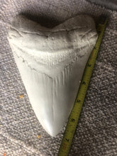 Lade das Bild in den Galerie-Viewer, Megalodon Shark Tooth White Huge Replica Large 7 Inches Long