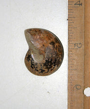 Lade das Bild in den Galerie-Viewer, Ammonite Old Mollusk Jurassic Genuine Fossil