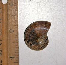 Lade das Bild in den Galerie-Viewer, Ammonite Old Mollusk Jurassic Genuine Fossil