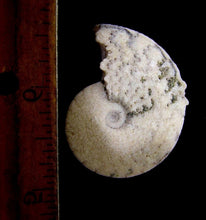 Lade das Bild in den Galerie-Viewer, Ammonite Old Mollusk Jurassic Genuine Fossil