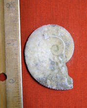 Lade das Bild in den Galerie-Viewer, Ammonite Old Mollusk Jurassic Genuine Fossil