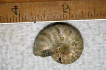 Lade das Bild in den Galerie-Viewer, Ammonite Old Mollusk Jurassic Genuine Fossil