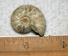 Lade das Bild in den Galerie-Viewer, Ammonite Old Mollusk Jurassic Genuine Fossil