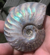 Lade das Bild in den Galerie-Viewer, Ammonite Old Mollusk Jurassic Genuine Fossil