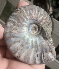 Lade das Bild in den Galerie-Viewer, Ammonite Old Mollusk Jurassic Genuine Fossil