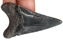 Load image into Gallery viewer, Angustidens Extinct Shark Tooth Large Natural