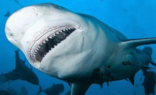 Load image into Gallery viewer, Bull Shark Tooth Necklace Pendant With Cord 1 Inch Long