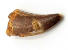Load image into Gallery viewer, Carcharodontosaurus Tooth 1 1/5 Inches Long African T-Rex Morocco Genuine & Unrestored