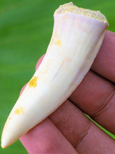 Load image into Gallery viewer, Enchodus Sabertooth Herring Extinct Fish Tooth Genuine Fossil