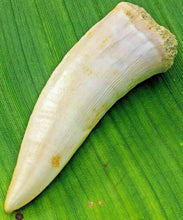 Load image into Gallery viewer, Enchodus Sabertooth Herring Extinct Fish Tooth Genuine Fossil