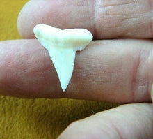 Load image into Gallery viewer, Hammerhead Shark Tooth Necklace 1 Inch Long Genuine & Unrestored