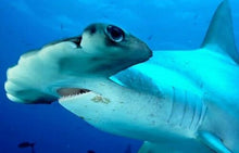 Load image into Gallery viewer, Hammerhead Shark Tooth Necklace 1 Inch Long Genuine & Unrestored