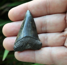 Lade das Bild in den Galerie-Viewer, Extinct Mako Shark Tooth 2 Inches Long Genuine & Unrestored - Isurus Hastalis